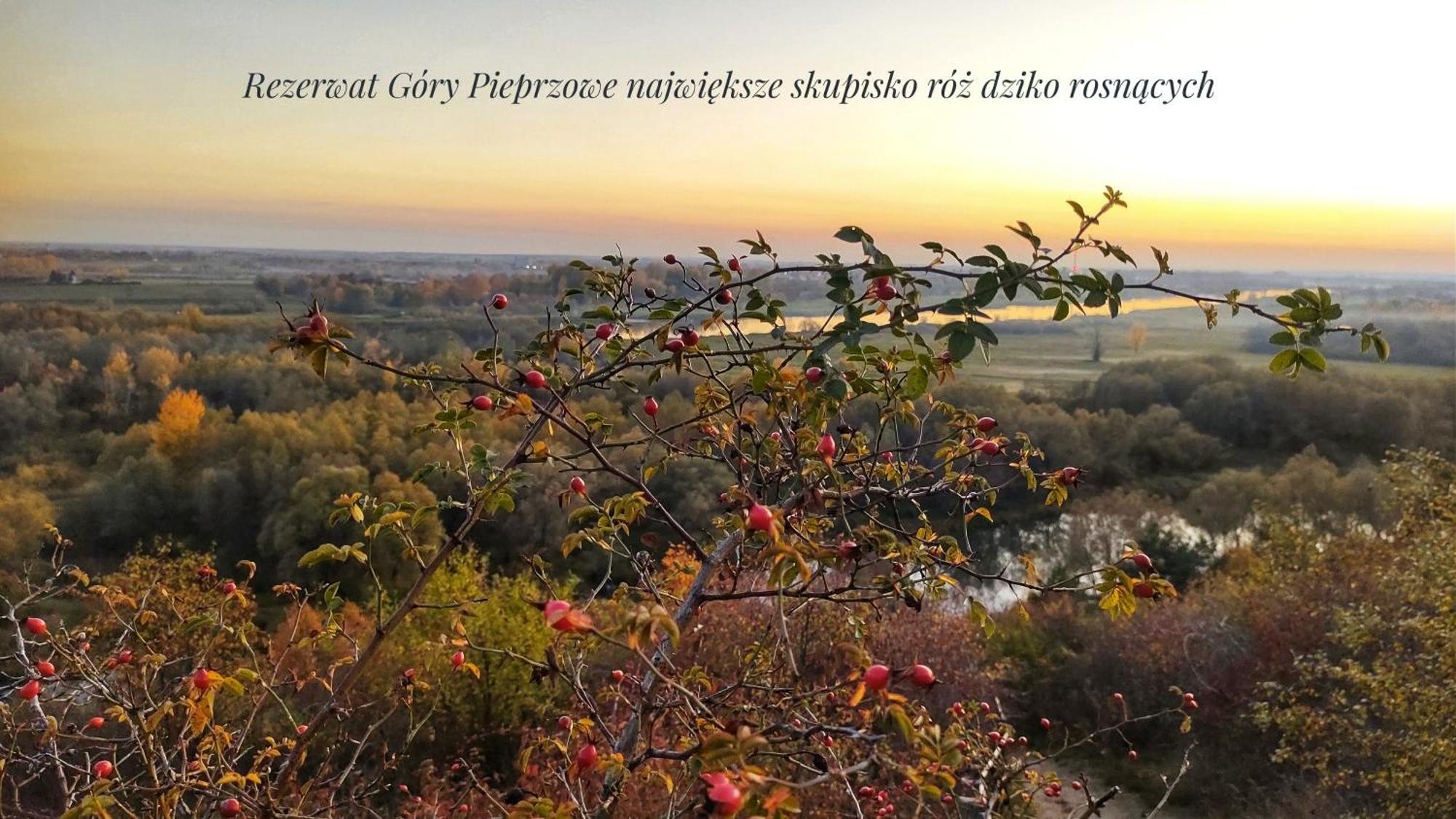 Willa Pieprzowe Wzgorze - domki całoroczne Sandomierz Zewnętrze zdjęcie